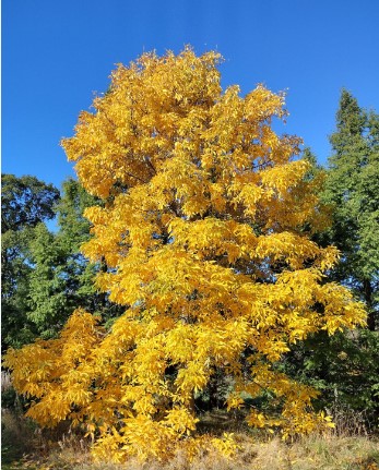 colorful-trees-shagbark-hickory-tree-carya-ovata