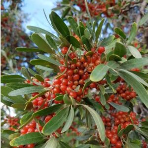 silver-buffaloberry-tree-shepherdia-argentina