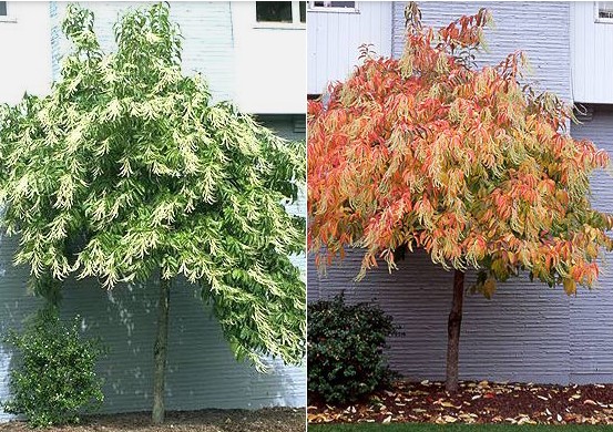 sourwood-oxydendrum-arboreum-tree