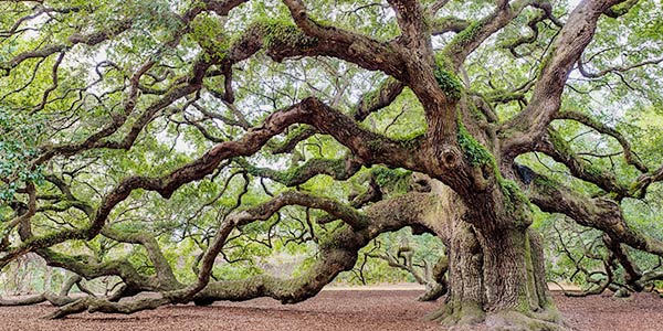 southern-live-oak-coastal-trees