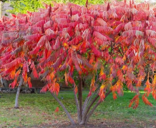 colorful-trees-staghorn-sumac-rhus-typhina