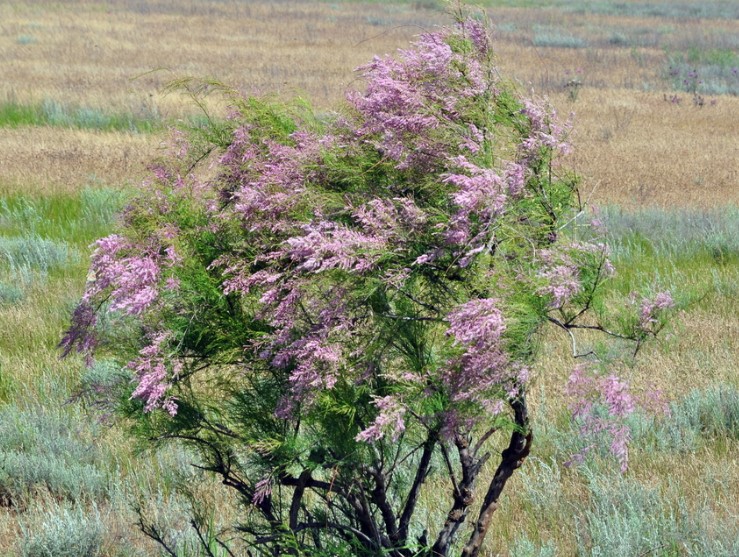 tamarisk-tree-tamarix-ramosissima