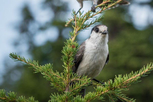 trees-for-attracting-wildlife-and-birds