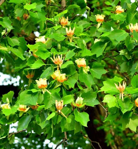 colorful-trees-tulip-tree-liriodendron-tulipifera