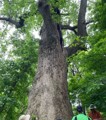 tulip-tree-seedling