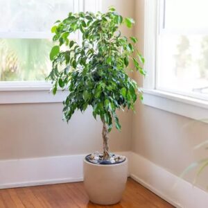 weeping-fig-tree-indoors