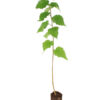 white-birch-seedling-one-year-old