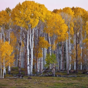 white-birch-tree-seedling