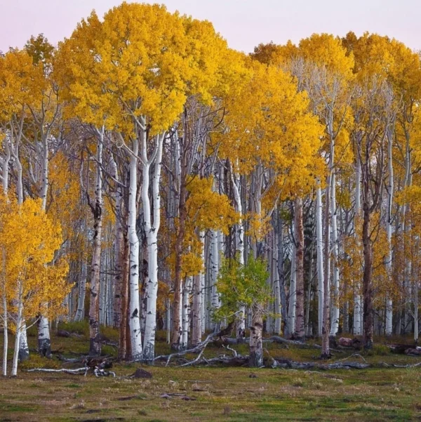 white-birch-tree-seedling