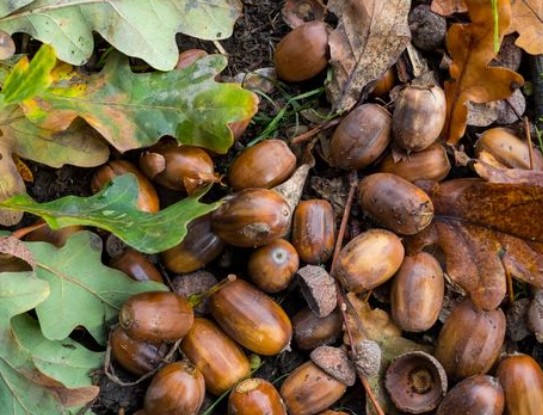 tree-seeds-oak