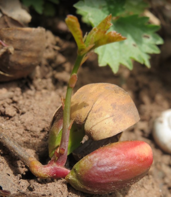 winter-sowing-tree-seeds-sprouted