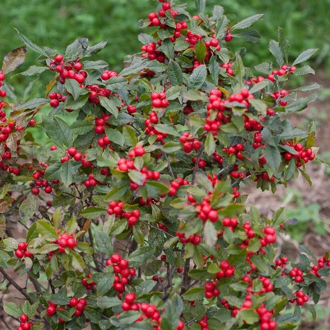 winterberry-llex-verticillata