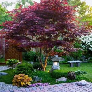 red-japanese-maple-tree