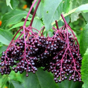 american-elderberry-tree-seedling-cuttings