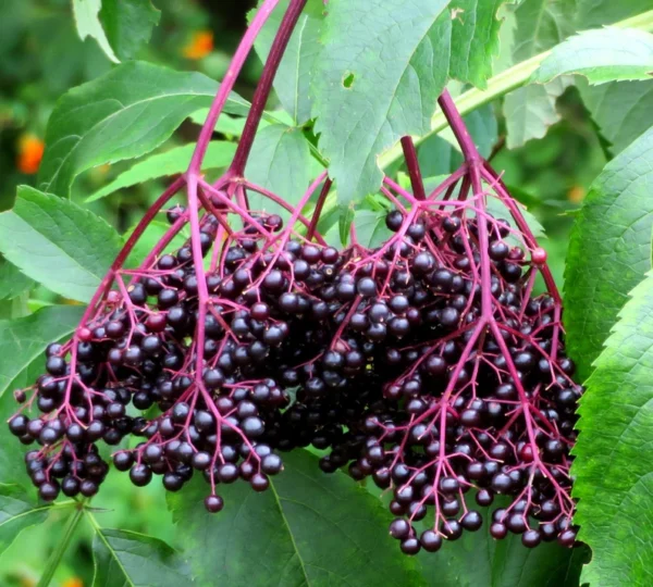 american-elderberry-tree-seedling-cuttings