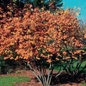 american-hazelnut-fall-colors