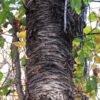 black-birch-tree-bark