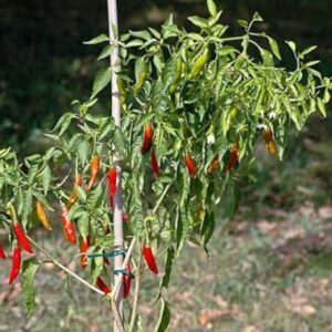 chile de arbol tree