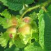 corylus-americana