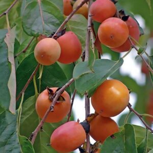 diospyros-virginiana-common-persimmon-tree