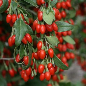 goji-berry-tree-seedling-cuttings