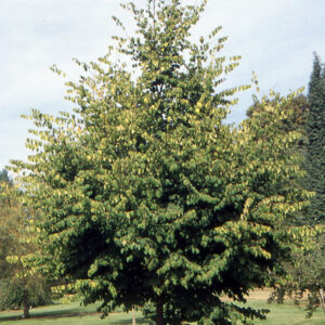 ironwood-tree-ostrya-virginiana