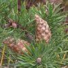 jack-pine-needles-and-cones