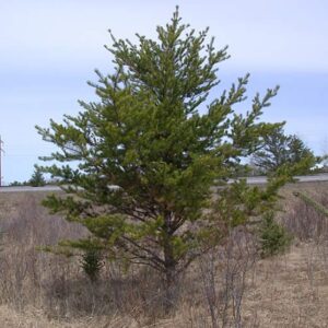 jack-pine-tree-pinus-banksiana-seedling