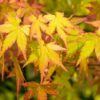 japanese-maple-tree-acer-palmatum