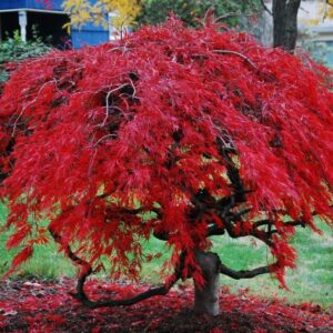 japenese-maple-tree-seedling