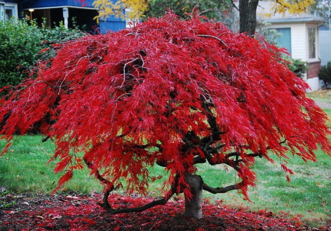 japenese-maple-tree-seedling