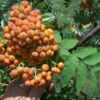 mountain-ash-tree-sorbus-americana