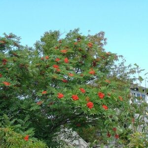 mountain-ash-tree-with-berries-dogberry