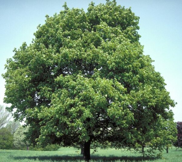 norway-maple-tree