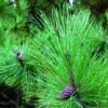 red-pine-tree-needles-and-cones