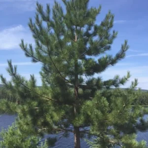 red-pine-tree-pinus-resinosa