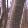 sweet-birch-tree-bark