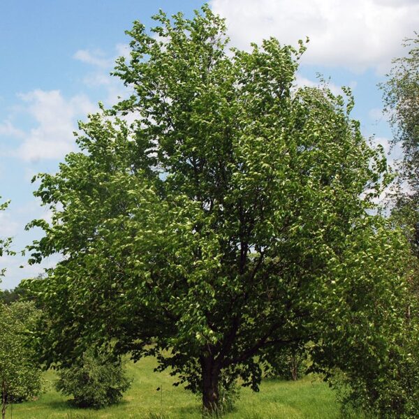 sweet-birch-tree-betula-lenta