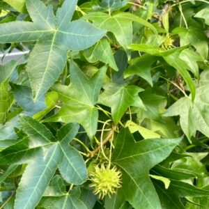 sweetgum-tree