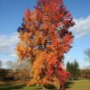 sweetgum-tree-fall-colors