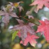 sweetgum-tree-liquidambar-styraciflua-seedling