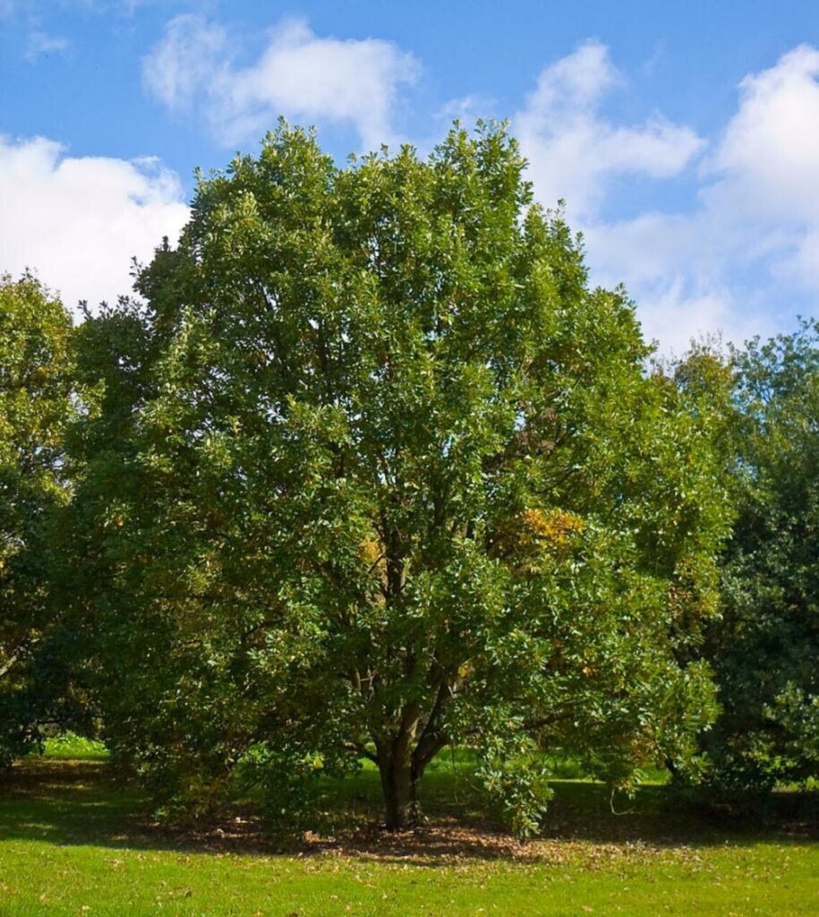 swamp-white-oak-tree-seedling