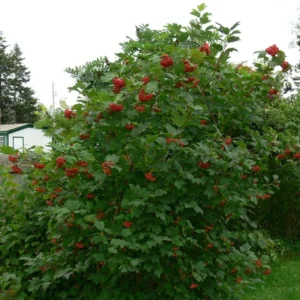 Highbush-Cranberry-Viburnum-trilobum-Americanum-Hardiness-Zone-2-Bushes