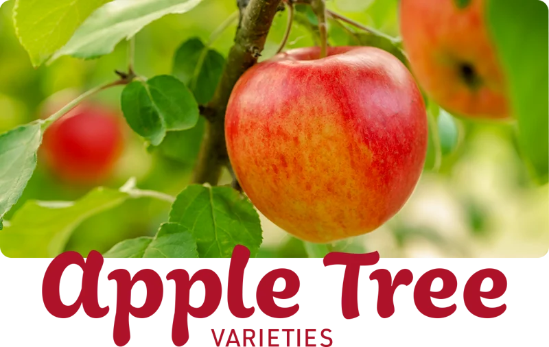 grow-an-apple-tree-from-seeds