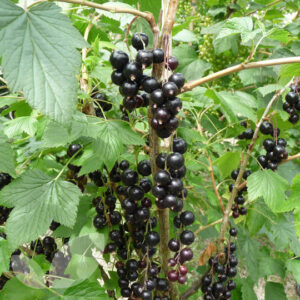 black-currant-sapling-tree-nursery