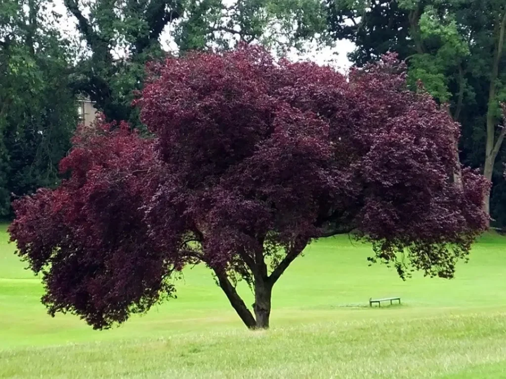 black-leaved-cherry-plum-tree