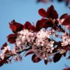 black-leaved-cherry-plum-tree-for-sale