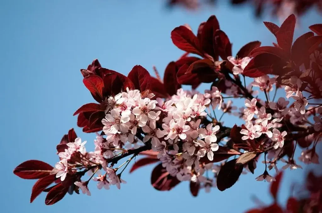 black-leaved-cherry-plum-tree-for-sale