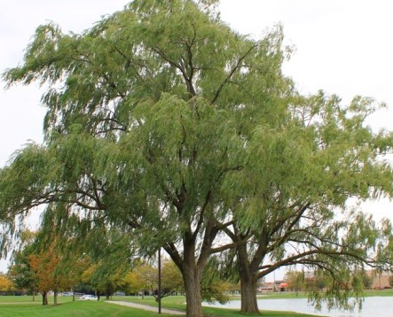 black-willow-tree