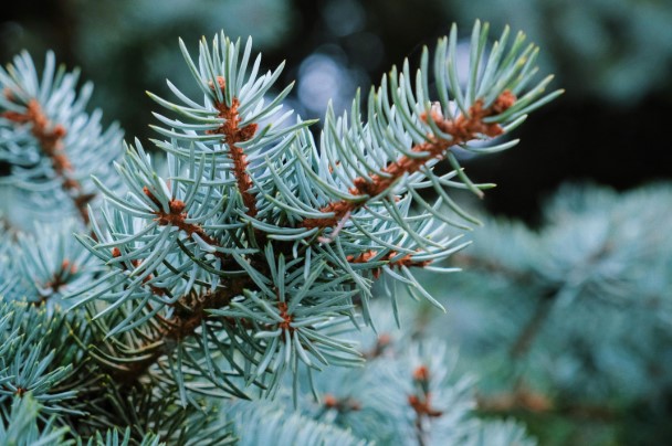 blue-spruce-closeup-needles